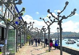 Durante el festival habrá conciertos de artistas locales y talleres gastronómicos.