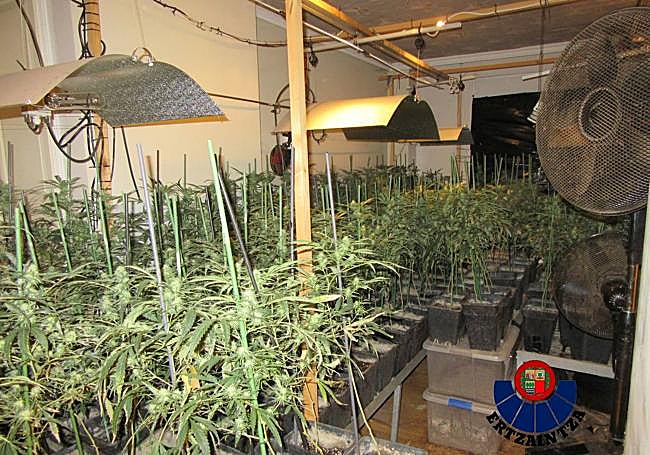 Cultivo de marihuana destapado por la Ertzaintza hace unos meses.