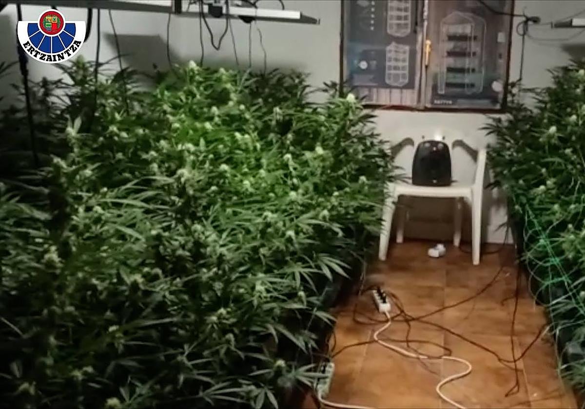 Uno de los invernaderos descubiertos en este operativo.