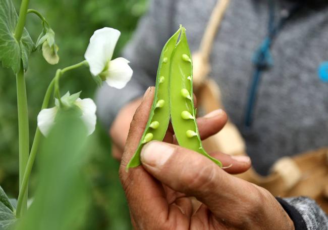 Borja López enseña los primeros guisantes lágrima de esta primavera.