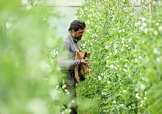 Borja López Pardo, de Artzentales Eko, recoge los primeros guisantes lágrima de su explotación de Artzentales.