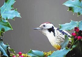 Un pico mediano asoma entre un abeto.