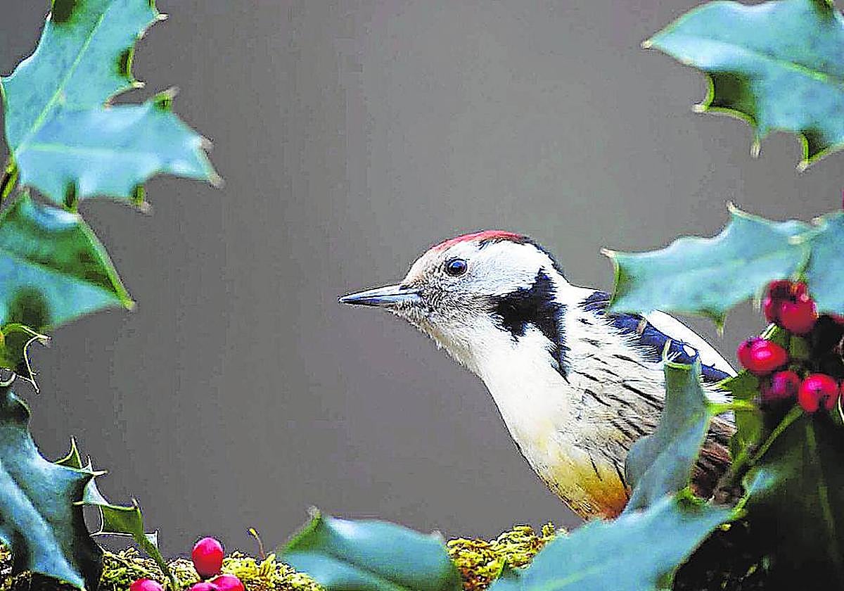 Un pico mediano asoma entre un abeto.