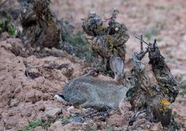 Los viñedos se muestran ahora vulnerables ante los conejos