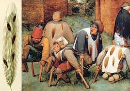 Espiga de centeno con cornezuelo y mendigos afectados de ergotismo en un cuadro de Pieter Brueghel el Viejo (1568).