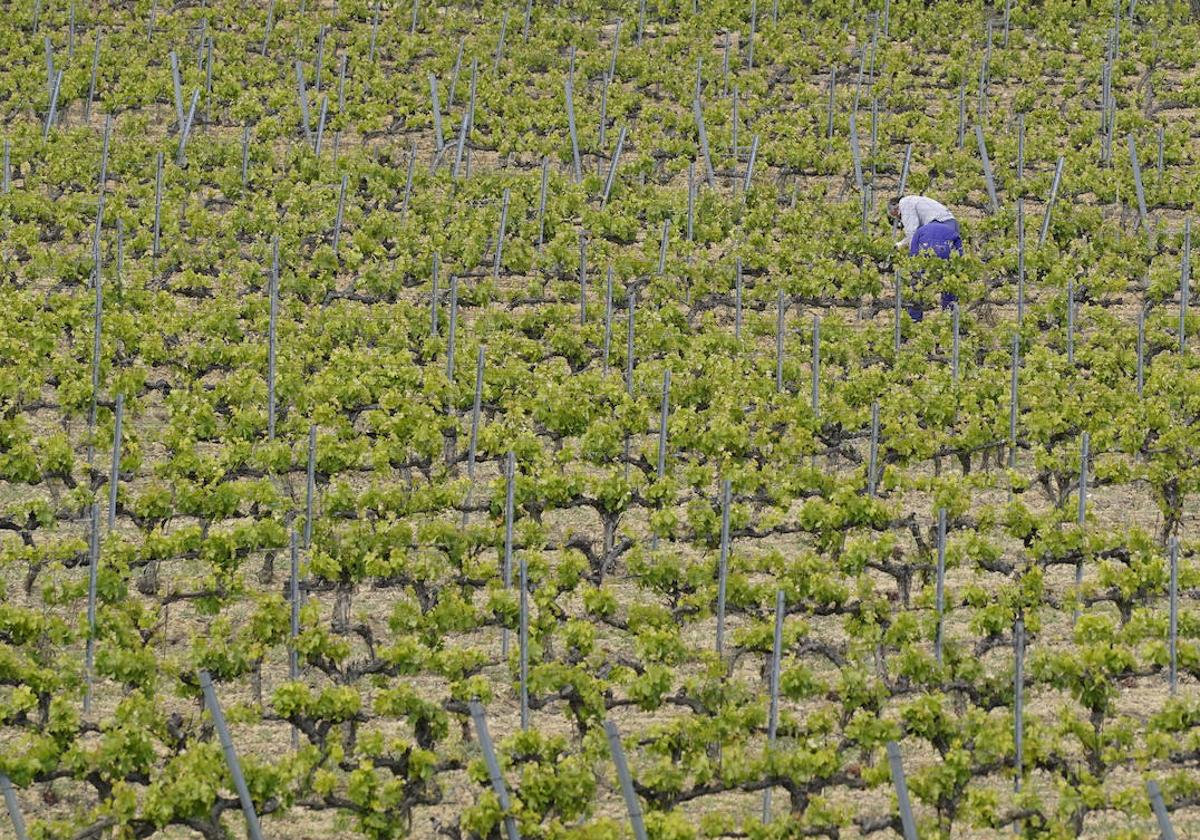 Un viticultor trabaja en su viñedo en Rioja Alavesa.