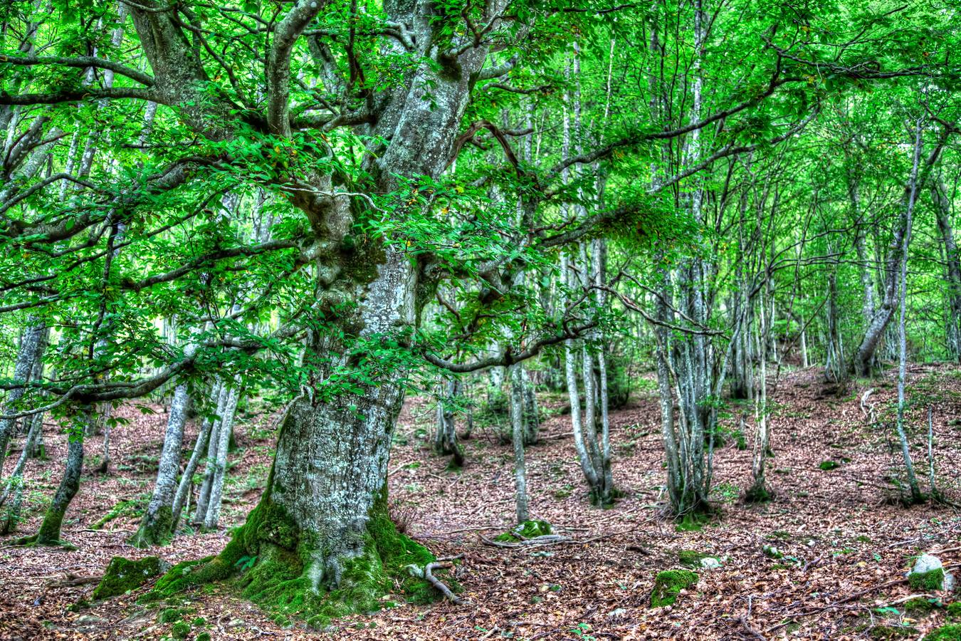 Hayedo entre la ermita de San Bitor y el monte Itxogana