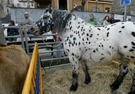La muestra ofrecerá desde ganado vacuno a varias razas de equinos.
