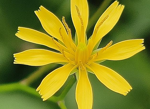 Ejemplo de fotografía sacada con modo retrato.