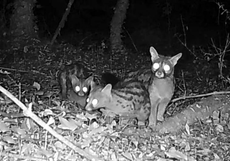 Tres ginetas pasan delante de una de las cámaras de fototrampeo