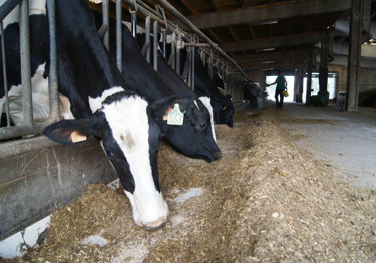 Varias vacas en una explotación ganadera de Álava.