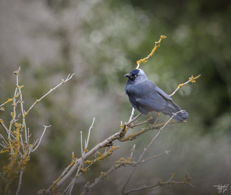 Una de las grajillas que anida en Vitoria, posa sobre una rama.