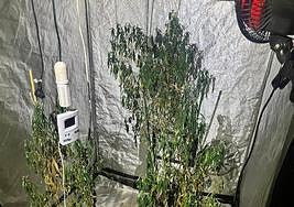 Uno de los invernadores para el cultivo de la marihuana hallados en la lonja de Lehendakari Aguirre.