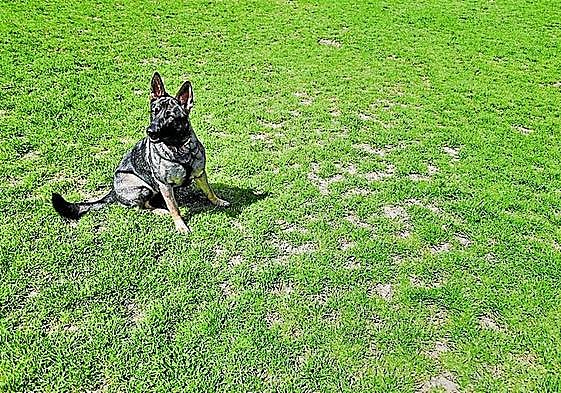 Fíjese bien en esta foto... ¿qué ve?