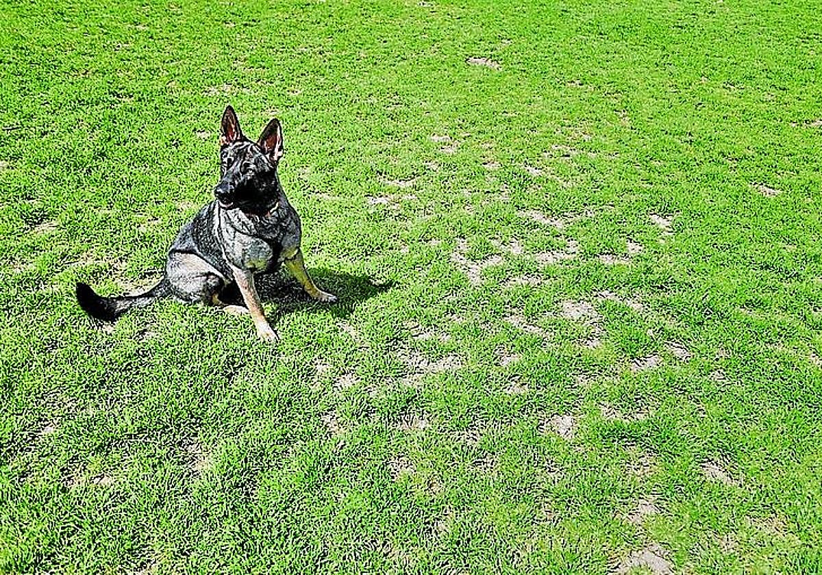 Fíjese bien en esta foto... ¿qué ve?