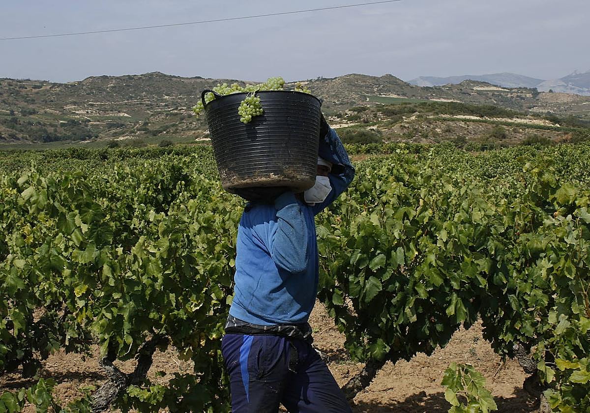 Un temporero recoge uva blanca.