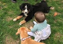 El parque de los niños y los perros