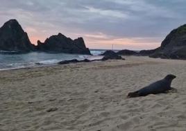 Una foca aparece por sorpresa en una playa de Mutriku