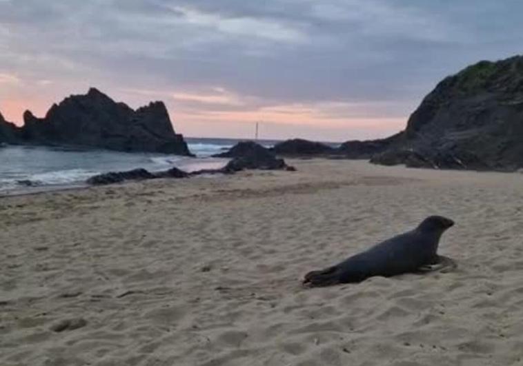 Una foca aparece por sorpresa en una playa de Mutriku