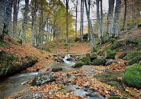 Vista del hayedo de Kuartango.