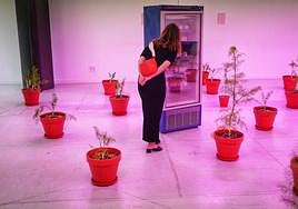 Instalación de hinojos de Fermín Jiménez Landa con los helados en la nevera.