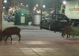Los dos jabalíes, en la confluencia de las calles Juan Bautista Uriarte y Lapurdi.