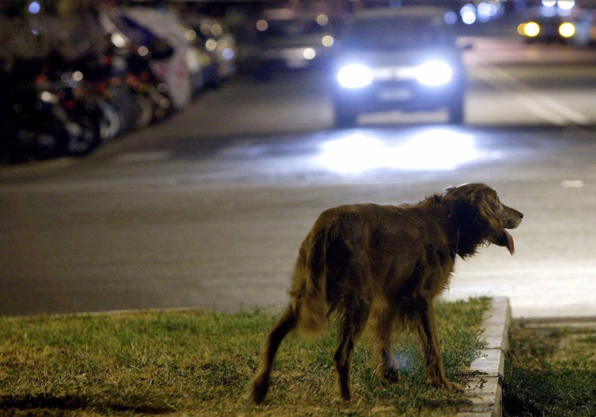 Un total de 285.544 animales fueron recogidos por protectoras en España en 2021.