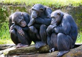 Los chimpancés son nuestros parientes vivos más cercanos.