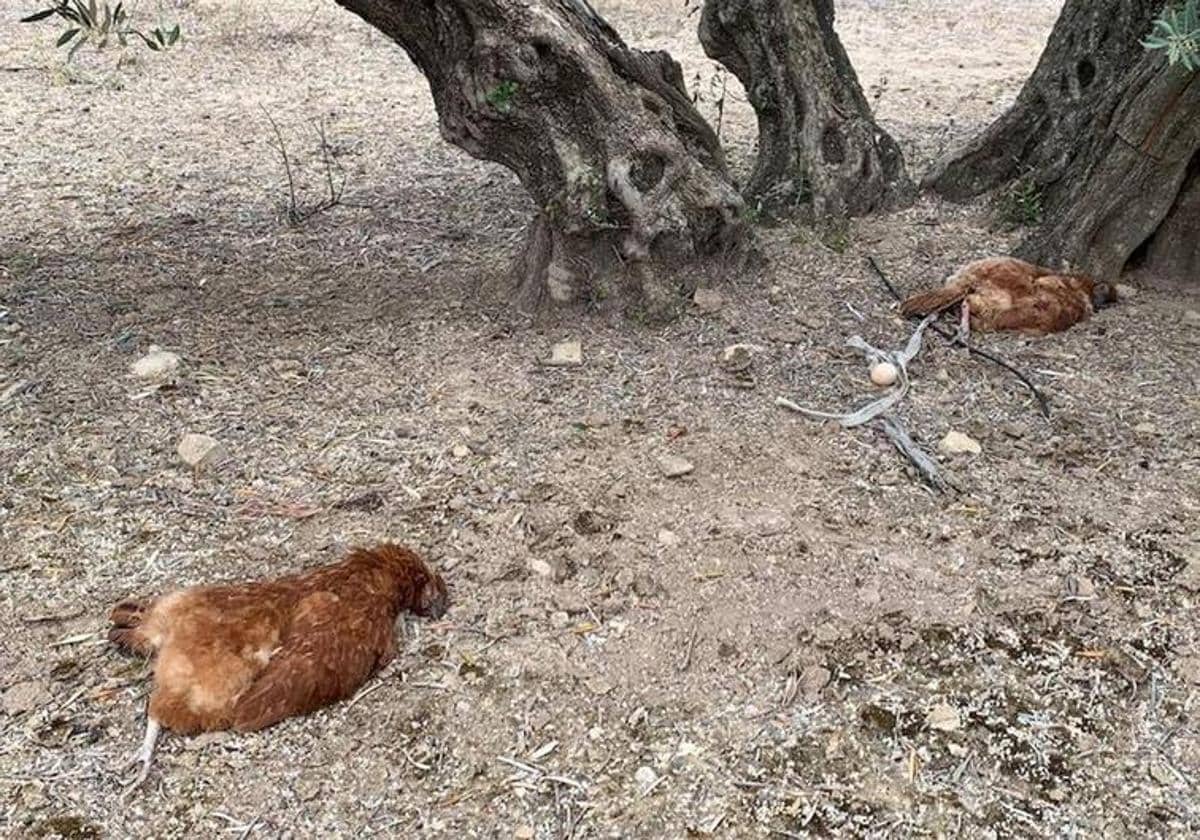 Dos de los cuerpos de las gallinas encontrados junto a un olivo