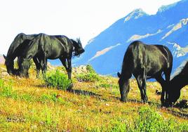 Ejemplares de caballo losino que pastan por los montes de Pancorbo.