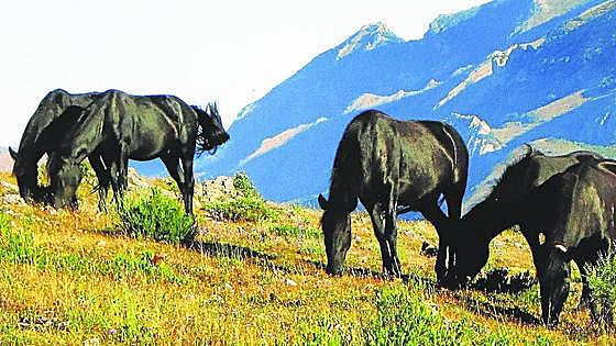 Pancorbo cede a una veterinaria valenciana la conservación y mejora genética del losino