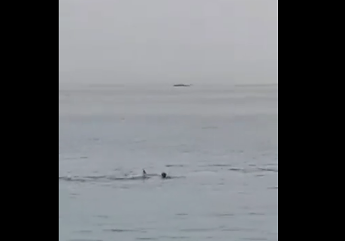 Un tiburón mata a un ruso de 23 años en una ciudad balneario de Egipto