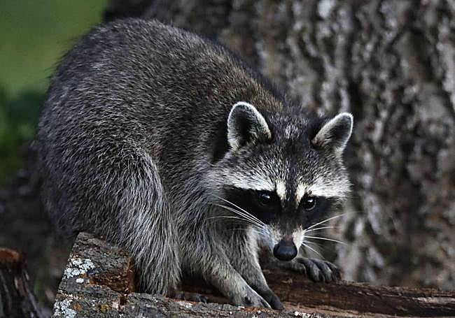 Mapache. Sus garras les permiten hacer 'trastadas' y algunos cuando se cansan les han abandonado.