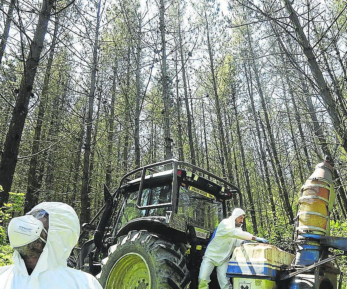 Operarios fumigan una plantación afectada por el hongo.