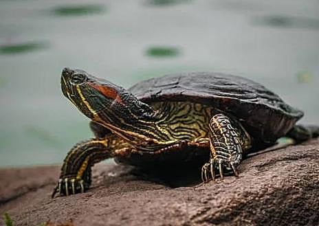 Imagen secundaria 1 - Visón americano, Galápago americano y Árbol del cielo.