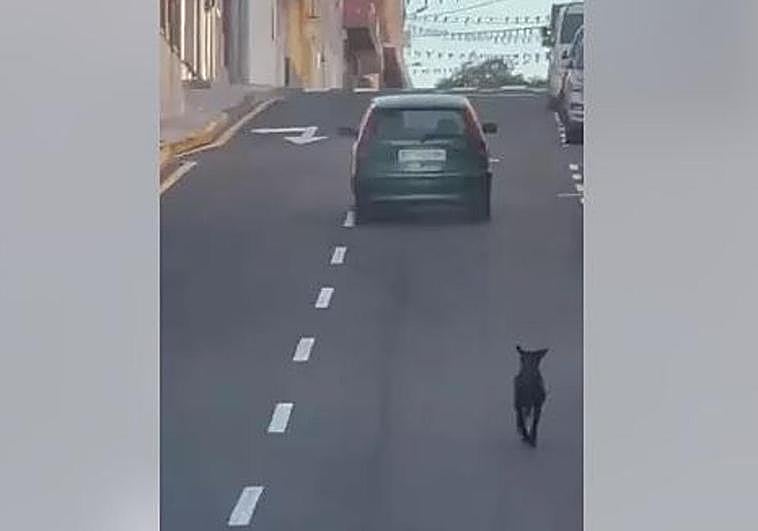 El perro corre tras el coche de su dueña.