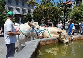 Una vaca bebe agua en la fuente ubicada en la plaza de los Fueros de Orduña.
