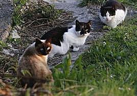 Una colonia de gatos callejeros.