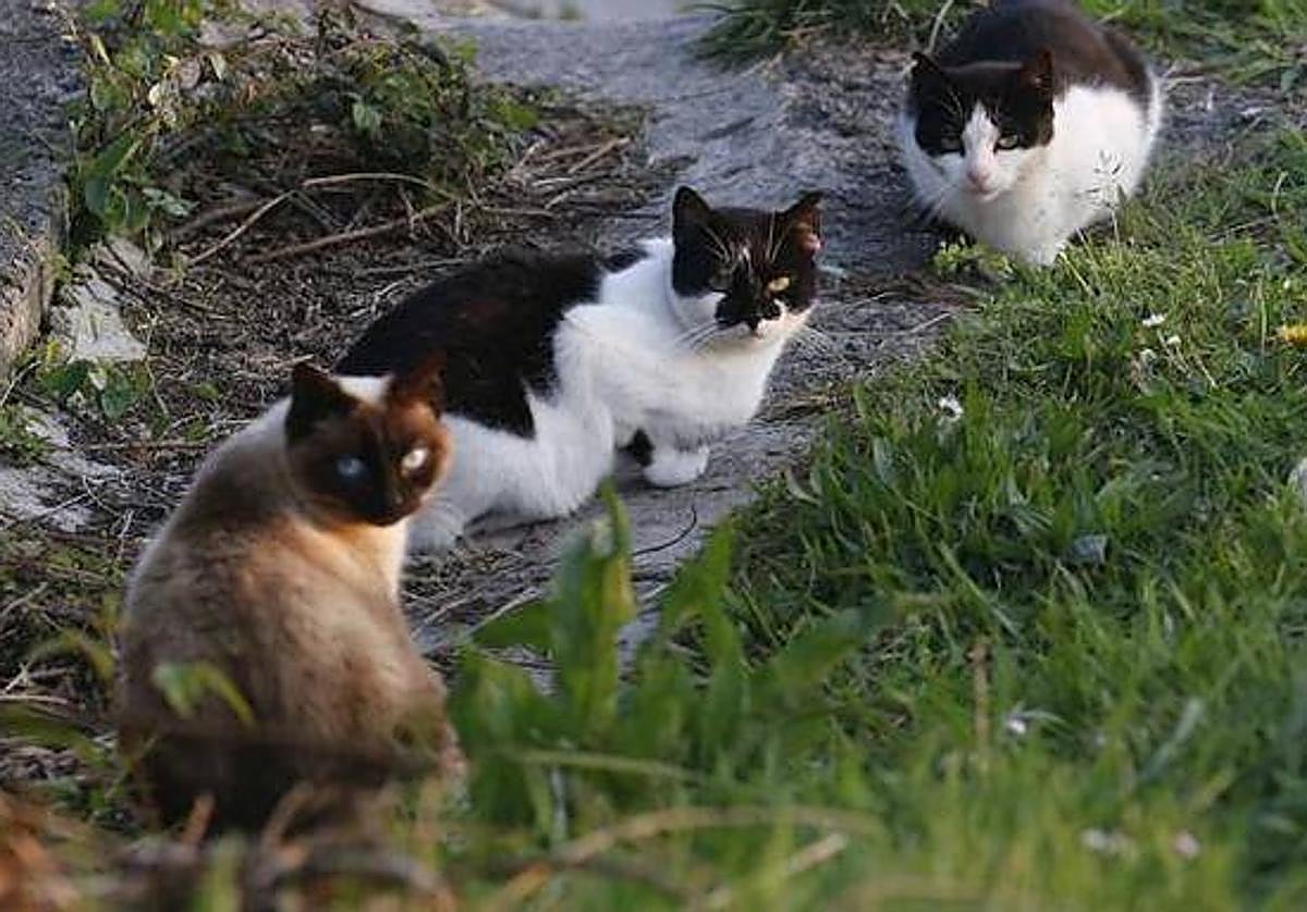 Una colonia de gatos callejeros.