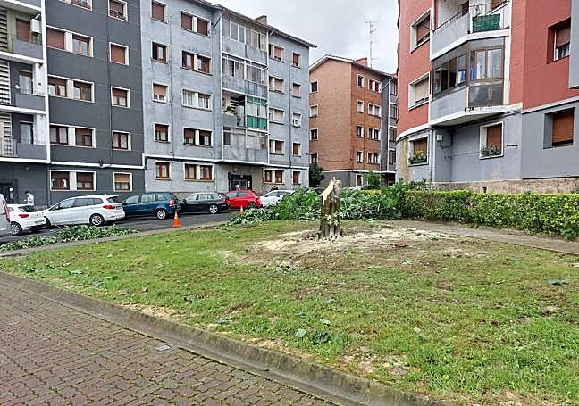 Imagen de cómo ha quedado la higuera tras la tala