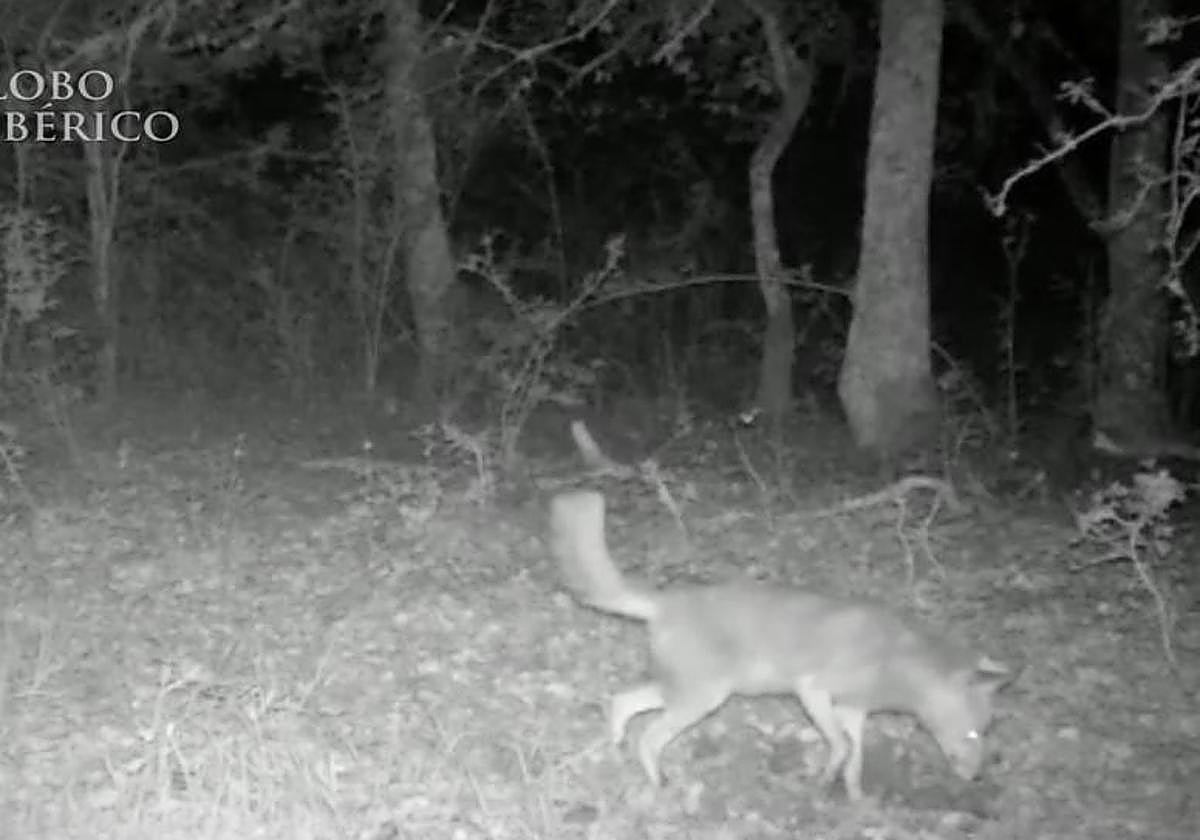 El chacal sigue en la cárcel