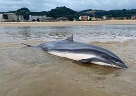 Uno de los dos delfines Fraser varados en la playa Salvé de Laredo.