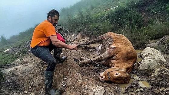 Dos ganaderos sacan 'a mano' una vaca lesionada porque el 112 les cobraba 1.800 euros