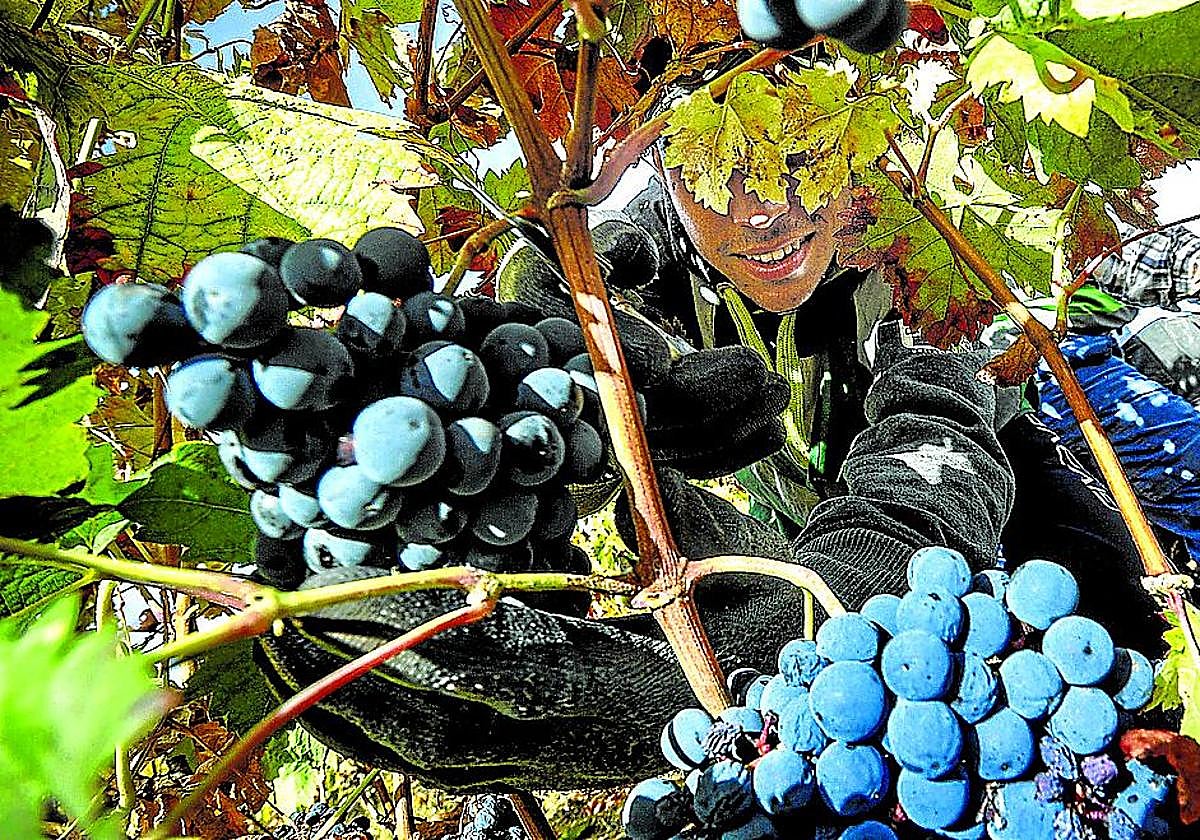 Un temporero trabaja durante la vendimia en un viñedo.