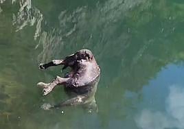 Investigan la muerte de un perro con una piedra atada al cuello en La Arboleda