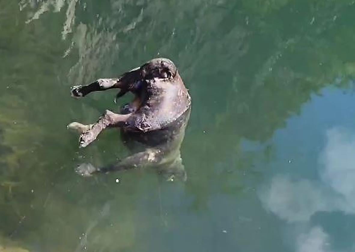 Investigan la muerte de un perro con una piedra atada al cuello en La Arboleda