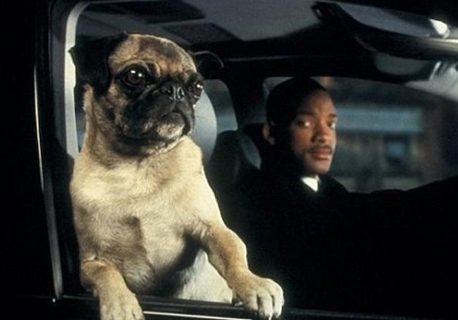 El carlino de 'Men in Black'.