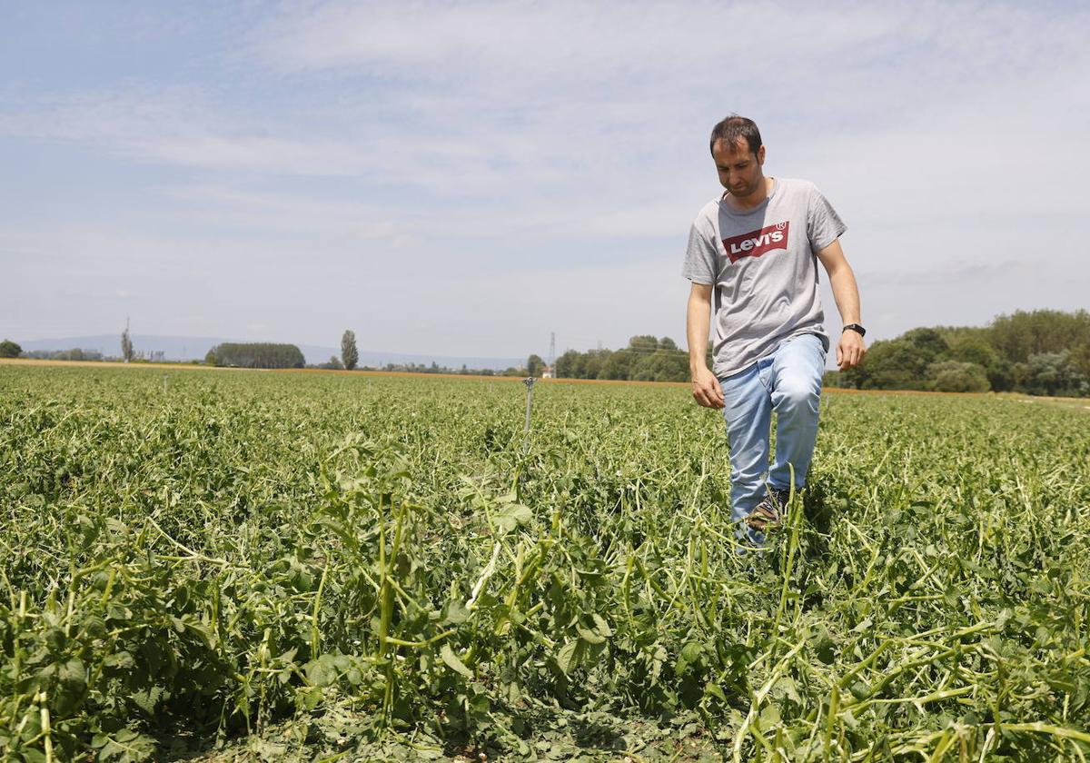 Un agricultor sobre un campo de remolacha afectado por la tormenta en Junguitu.