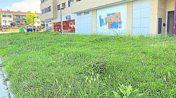 Los parques jarreros desaparecen bajo la hierba