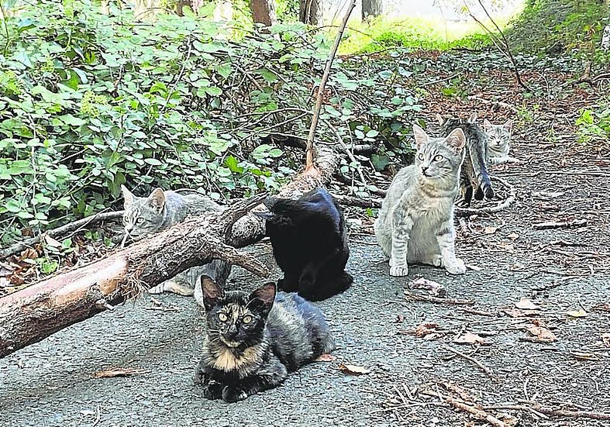 Imagen de archivo de una colonia felina en la localidad de Haro.